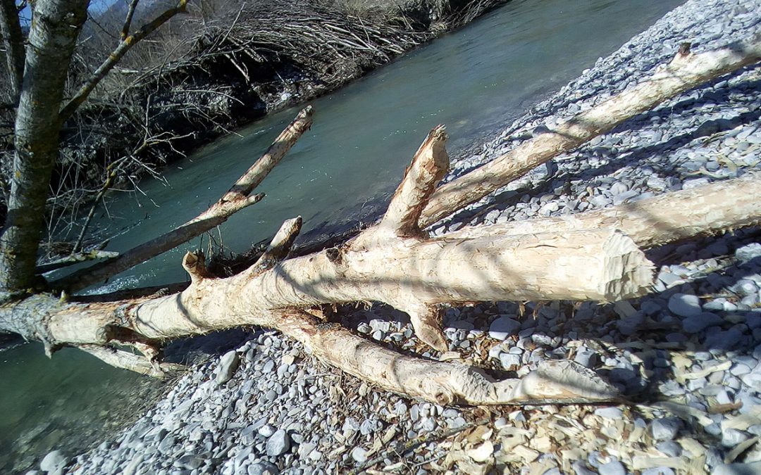 Castors et autres animaux de la rivière Drôme